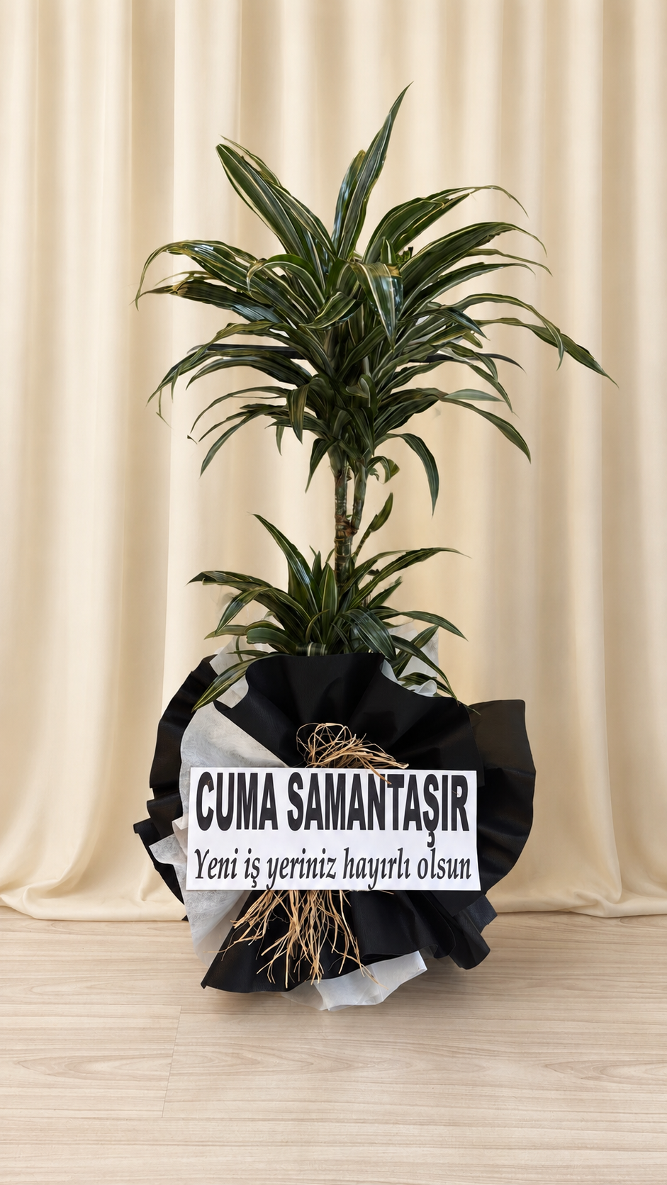 Dracaena fragrans