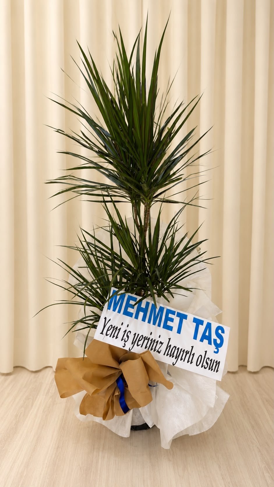 3 lü marginata